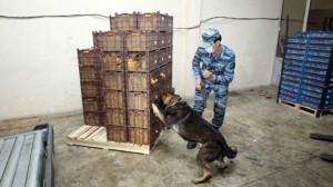 Rekord həddə - 933 kiloqramdan artıq heroin aşkar edilib - VİDEO