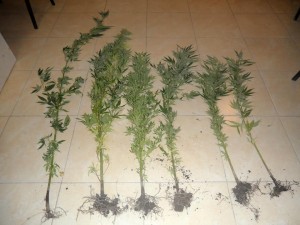 Qəbiristanlıqda çətənə becərən yaxalandı - FOTO