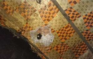 Avtobusda xidməti itin tətbiqi nəticəsində narkotik vasitə aşkar olundu - FOTO