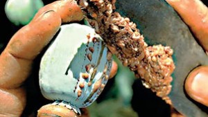 Dəniz vasitəsilə gətirilən 710 kq tiryək aşkarlanıb