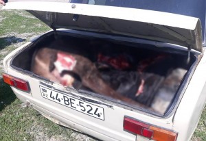 Avtomobildən yararsız 120 kq ət məhv edilib - FOTO