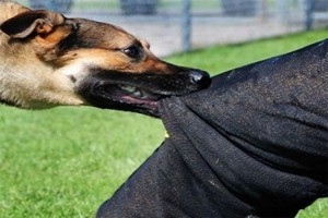 Şəkidə 11 yaşlı qızı sahibsiz it dişləyib