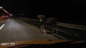 Aeroport yolunda inək maşınların hərəkətinə maneçilik törədib - VİDEO