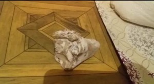 Cəlilabadda un kisəsindən heyvan sümüyü çıxıb – VİDEO