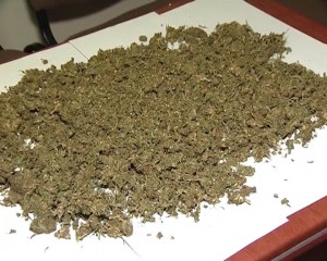 Narkotik tərkibli bitkilərin kultivasiyası ilə məşğul olan şəxs saxlanılıb - FOTO