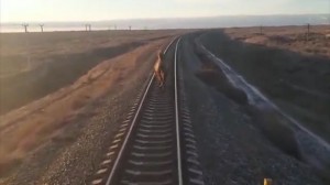 İnadkar dəvə qatarı ləngitdi  - VİDEO