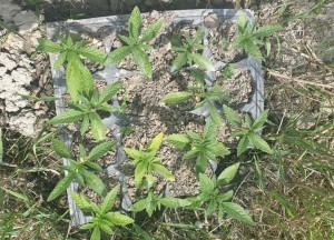 Göyçayda narkotik tərkibli bitki becərən şəxs saxlanılıb - FOTO