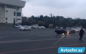 Bakının mərkəzində sürücülərin qarşısına dana çıxdı - REAL VİDEO
