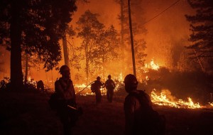Meşə yanğınları nəticəsi: 42 ölü