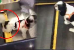 Köpəyi ilə eskalatora mindi, köpəyin ayağı... - VİDEO