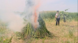 Goranboyda 1265 kq narkotik məhv edilib