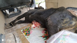 Maşının yük yerindən ölü heyvan cəmdəyi aşkarlanıb - FOTO