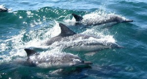 Delfinlər insanları köpək balığının hücumundan xilas etdilər