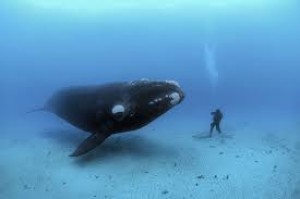 Balina insanı belə uddu - VİDEO