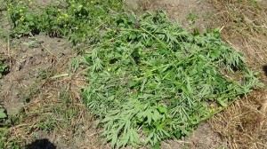 Şəkidə 200 ədəd çətənə kolu məhv edilib - FOTO