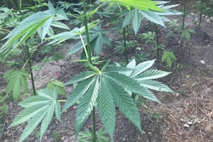 Polis əməkdaşları 142 çətənə kolu aşkar edib