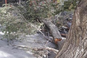 Bakıda 30-a yaxın ağac aşdı – FOTO