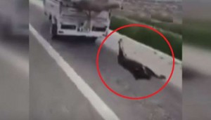 Dünya bu dəhşətli görüntüdən danışır - Ürəyi zəif olanlar baxmasın - VİDEO