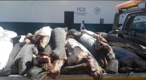 Avtomobil yolundan 300 köpək balığı cəsədi tapılıb - FOTO