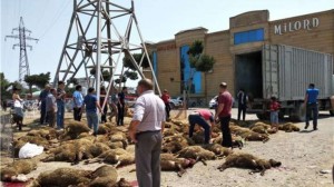 Bakıya gətirilən 70-dən çox qurbanlıq qoyunTƏLƏF OLDU - ŞOK SƏBƏB