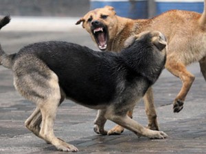 Bakının mərkəzində CANLI TƏHLÜKƏ  