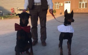 «İt toyu» ilə bağlı Goranboydan açıqlama gəldi – “Zarafatlaşırdıq” - FOTOLAR