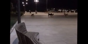 Bakı Bulvarında biabırçılıq: vəhşi itlər insanlara belə hücum etdi - VİDEO