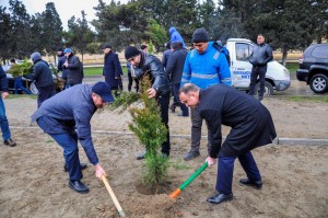 Bakı şəhərində ağacəkmə aksiyası keçirilib - FOTO