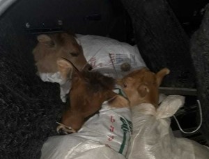 Avtomobildən 11 baş buzov aşkar olunub - VİDEO