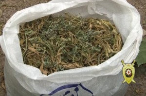 Bakıda keçmiş məhkumdan 2 kiloqramdan çox marixuana götürülüb