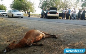 Mal-qaranı sahibsiz qoyub qəzaya səbəb olanlar cərimələndi – Azərbaycanda