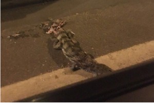 Yük maşını timsahın üstündən keçdi - FOTO