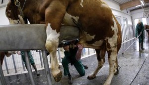 FOTOFAKT: Energetik içkilərdə öküz sperması və sidiyi - VİDEO