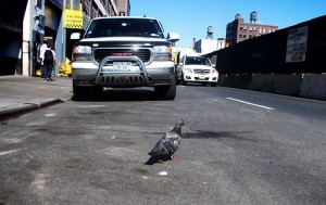 Polis sürücünü cərimədən xilas edən göyərçinə cərimə yazdı — FOTO FAKT