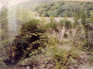 Yabanı halda bitmiş narkotik bitkilər məhv edilib - FOTO