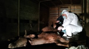 Tovuzda avtomobildən 150 kq yararsız heyvan cəmdəyi aşkar olunub - FOTO