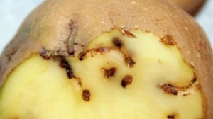 Azərbaycana gətirilən kartofun içindən görün nələr çıxdı - ŞOK VİDEO