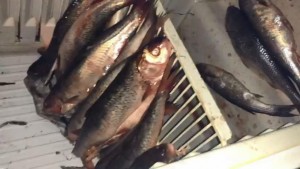 Bakıda və İmişlidə qanunsuz ovla məşğul olan şəxslər saxlanılıb - FOTO