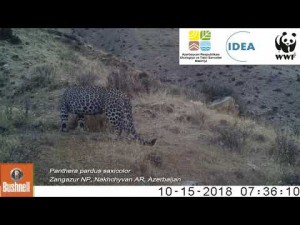 Azərbaycanda bəbirlər kameraya düşdü - VİDEO