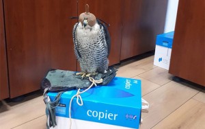 Unikal qaçaqmalçılıq - FOTO