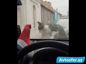 Pişiyə təpik atan sürücü ziyana düşdü – VİDEO