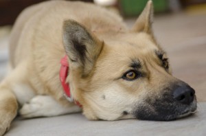 İt sahiblərini külə dönmüş evləri yanında bir aya yaxın gözlədi
