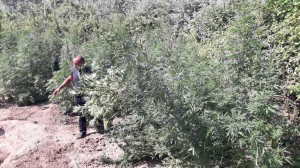 Beyləqanda "Qara" ləqəbli narkotik alverçisi saxlanılıb - FOTO