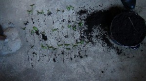 Balakən sakininin evindən silah və narkotik tapılıb - FOTO