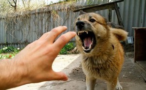 Kürdəmirdə iki yaşlı körpəni it dişləyib