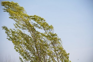 Bakıda küləkli hava şəraiti müşahidə olunacaq