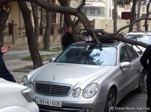 “Avtomobilləri ağacların altında park etməyin”