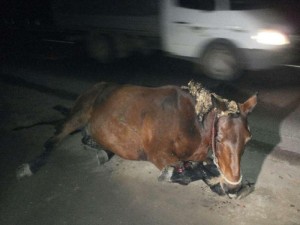 Yevlaxda "Mercedes" atlını vurdu - At öldü, atlı xəstəxanada