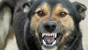 Körpəni it dişləyib - Oğuzda