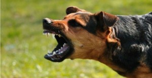 İt qadını dişləyərək bu hala saldı - FOTO